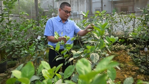 Adequate investment is needed for the production of disease-free citrus seedlings